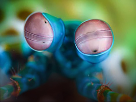 Close up on a mantis shrimp's big eyes