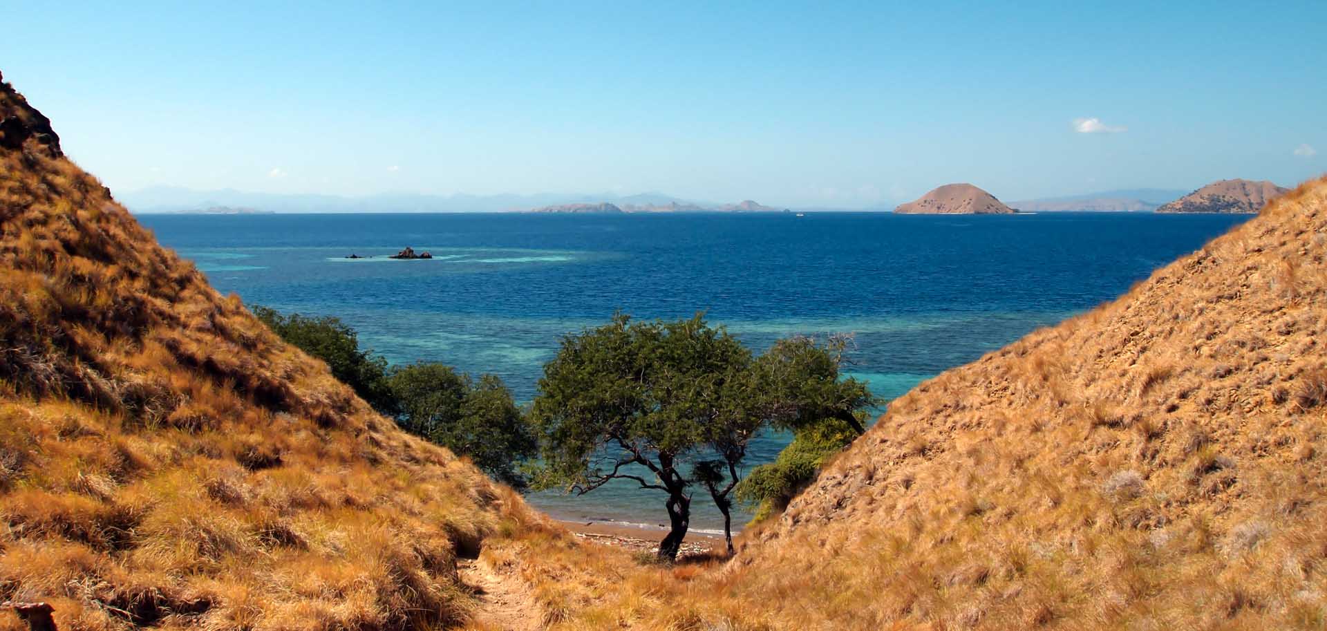 A green tree amidst orange hills of Komodo National Park with sea in the back