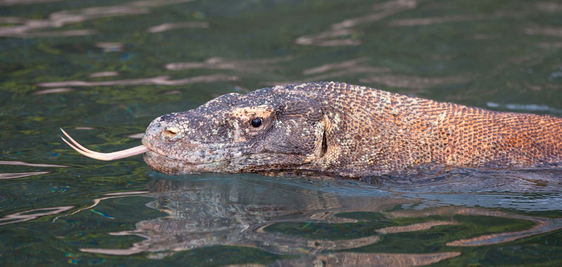 Komodo dragon swimming in the water of Komodo National Park
