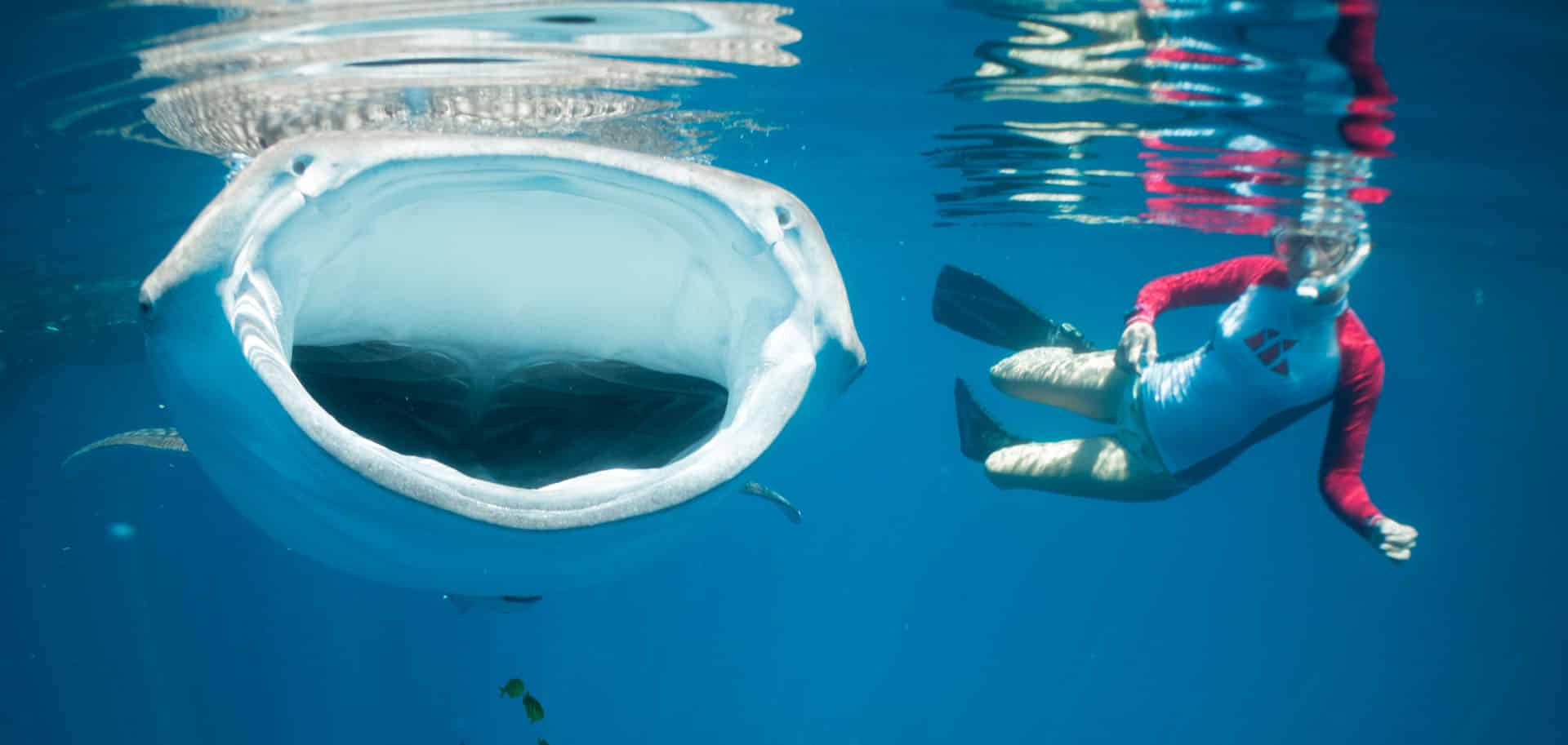 A female snorkeler swimming with a Whale Shark