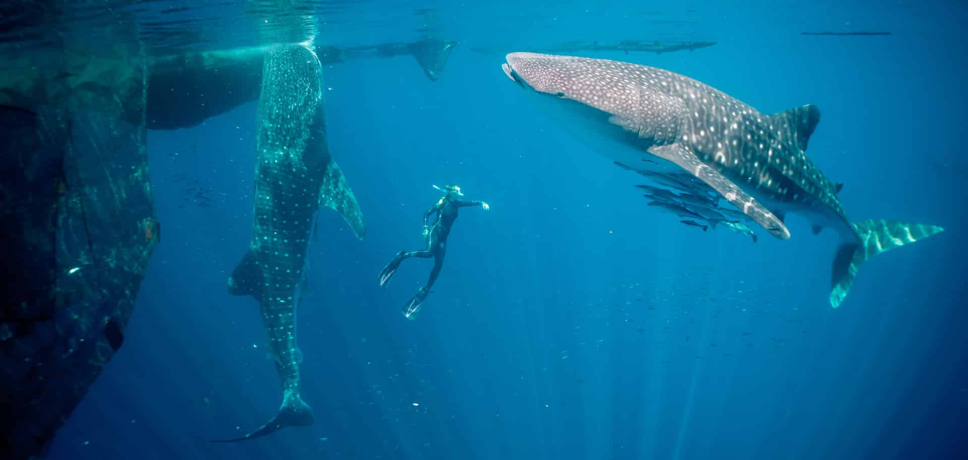 Underwater free diver woman looking at a large whale-shark with another whale shark behind her