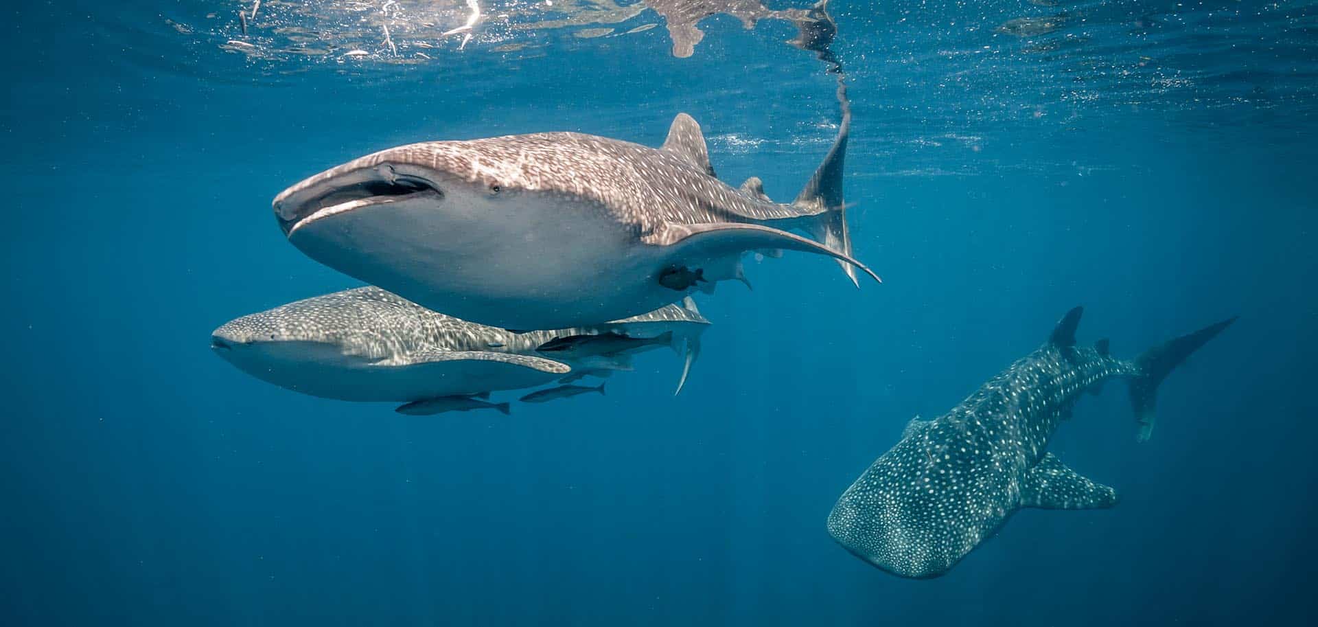 Whale shark swimming in Cendrawasih Bay in West Papua