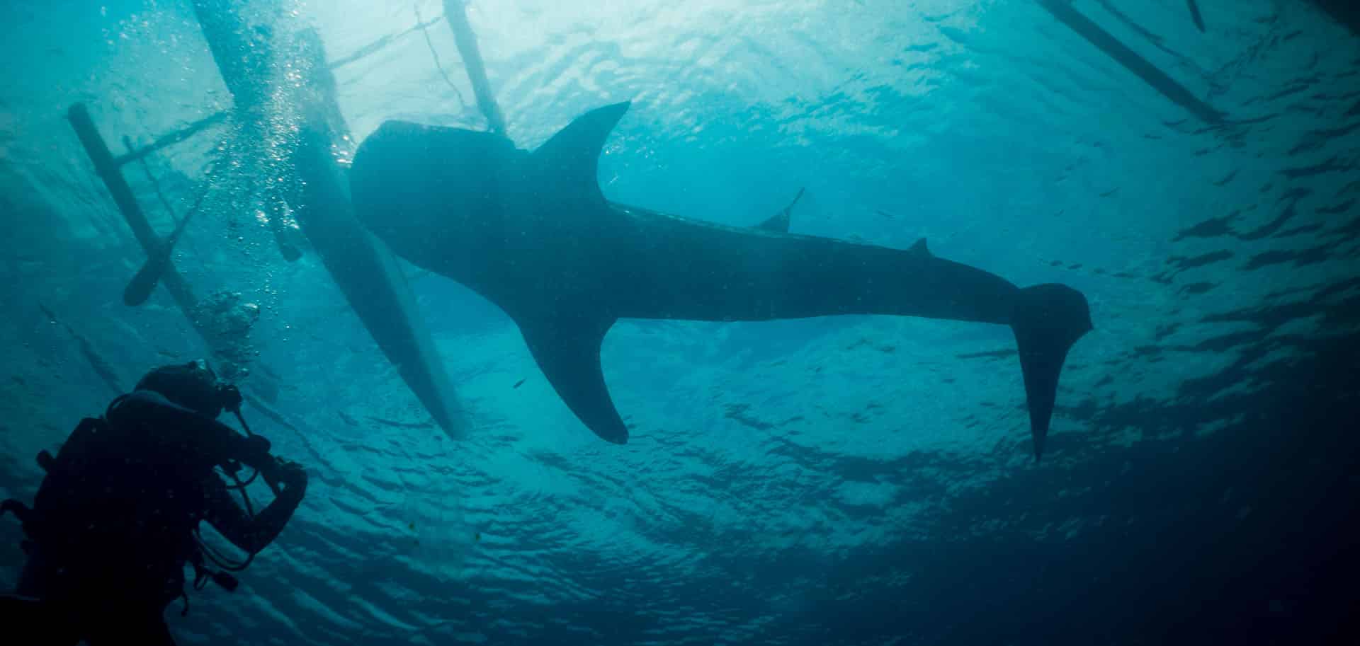 Whale shark swimming in Cendrawasih Bay with a diver looking up above at it