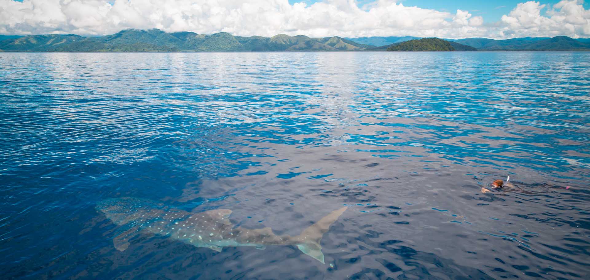 A snorkeling woman swimming behind a whale shark