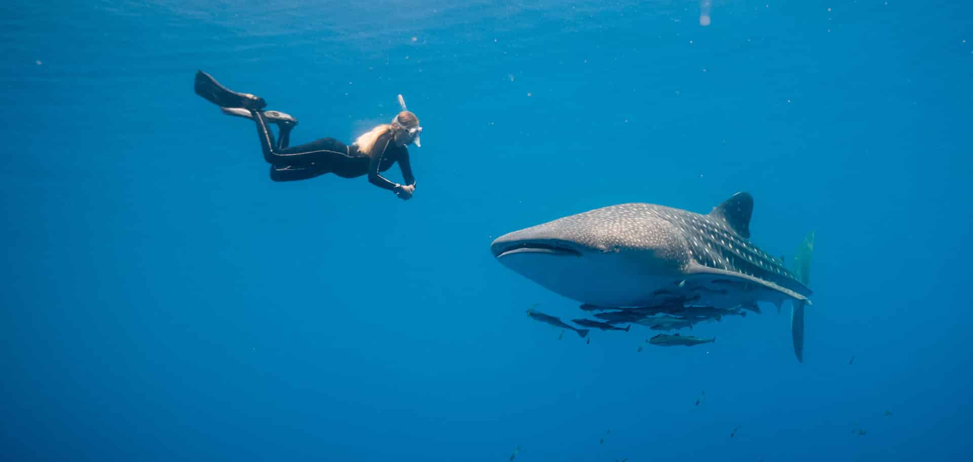 A caucassian woman free diving with a whale shark in blue water