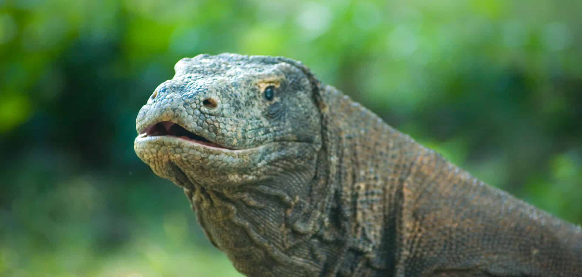 Komodo dragon staring in hunger