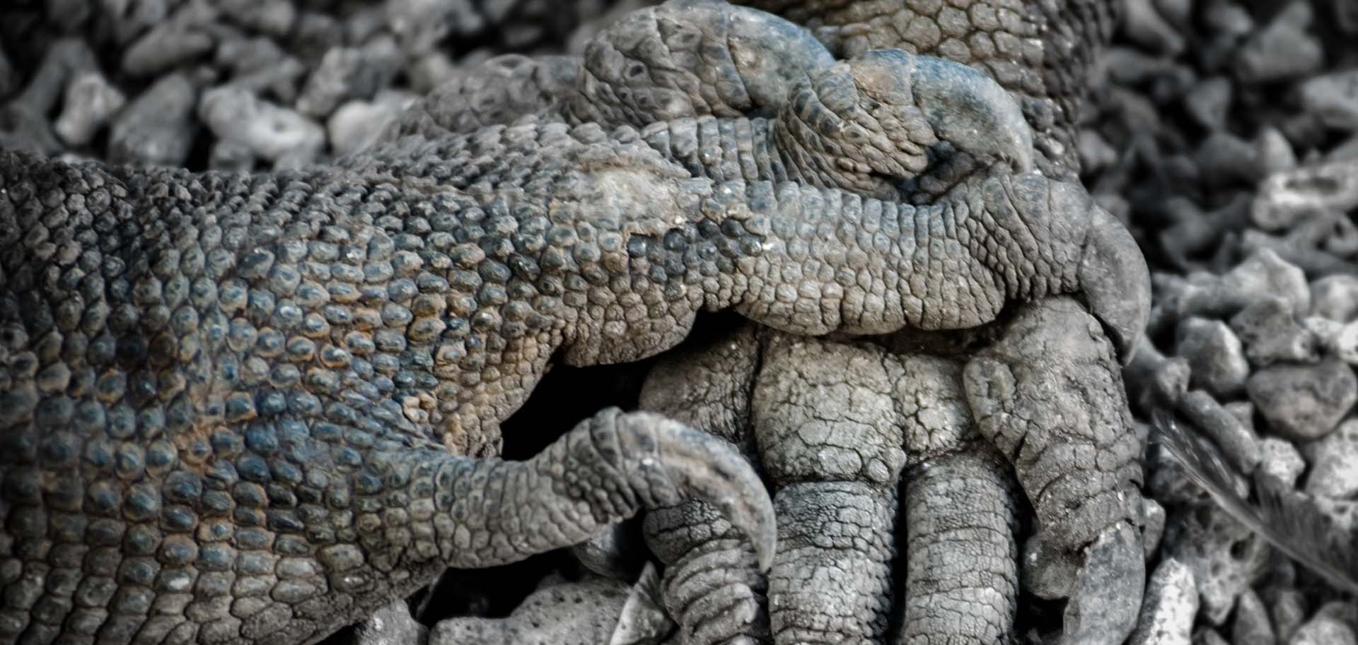 A close-up of the paw of a Komodo Dragon touching another paw