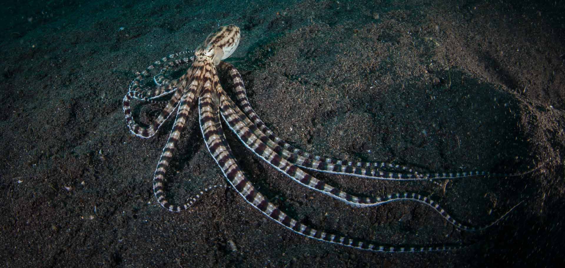 Long tailed Indonesian octopus on the bottom of the reef