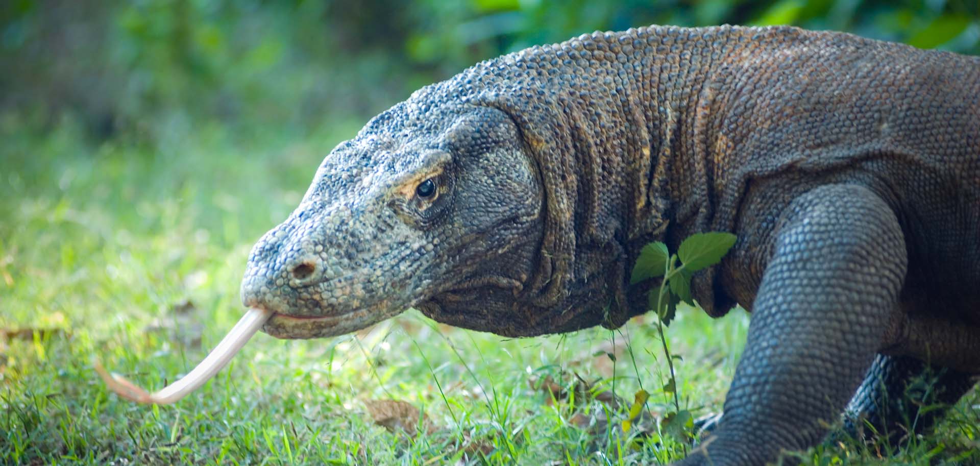 Komodo dragon sticking its tongue out looking for prey