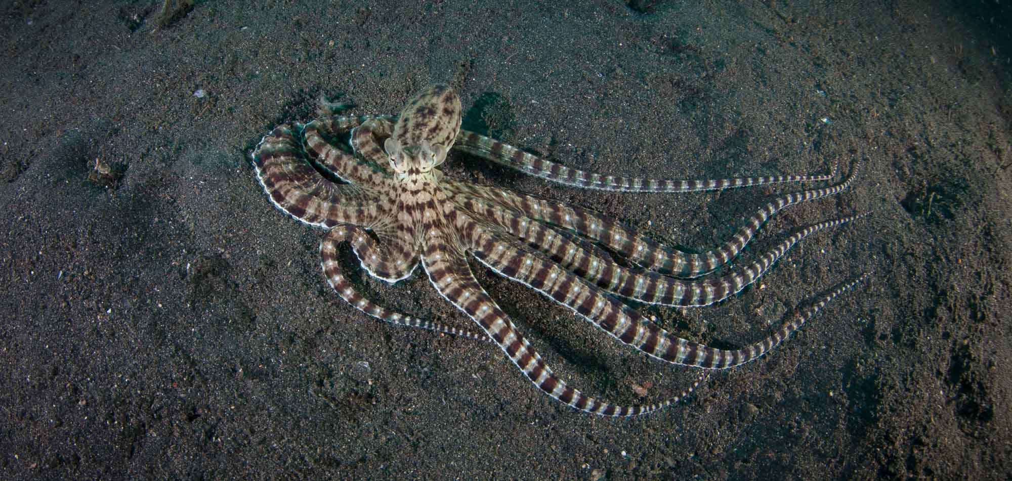 Giant octopus laying on the bottom of the ocean
