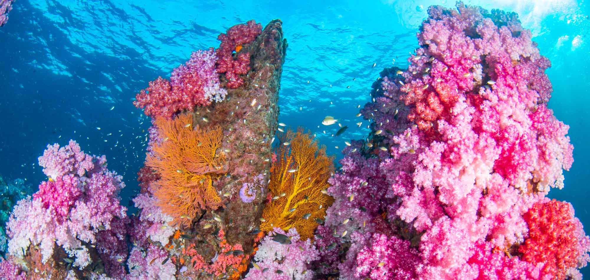 Vibrant coral reef with small fish surrounding it, captured during a yacht charter in Raja Ampat