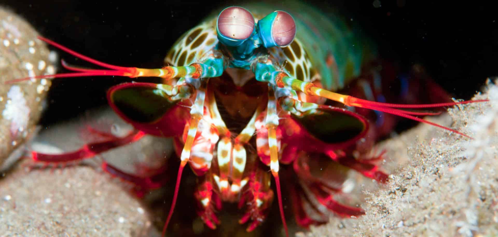 Close-up of the Mantis Shrimp from the front