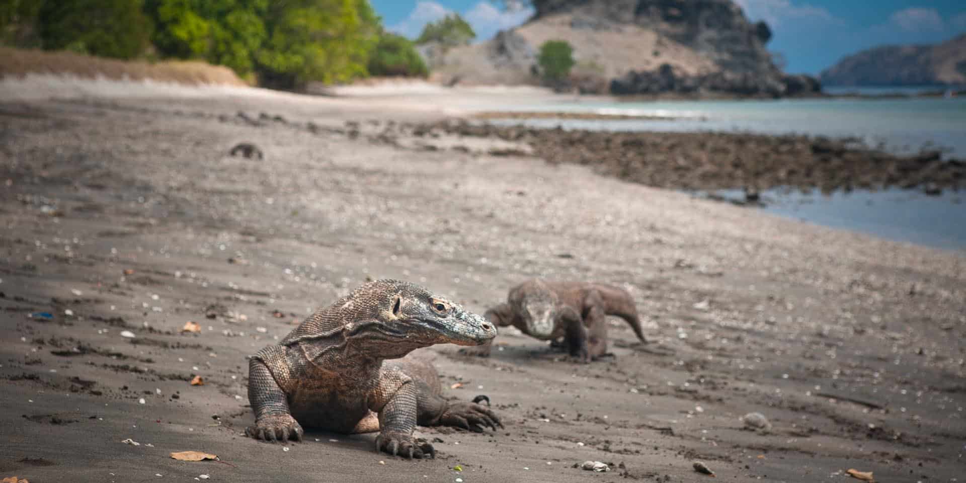 Two Komodo dragons strolling on a dark beach in Komodo