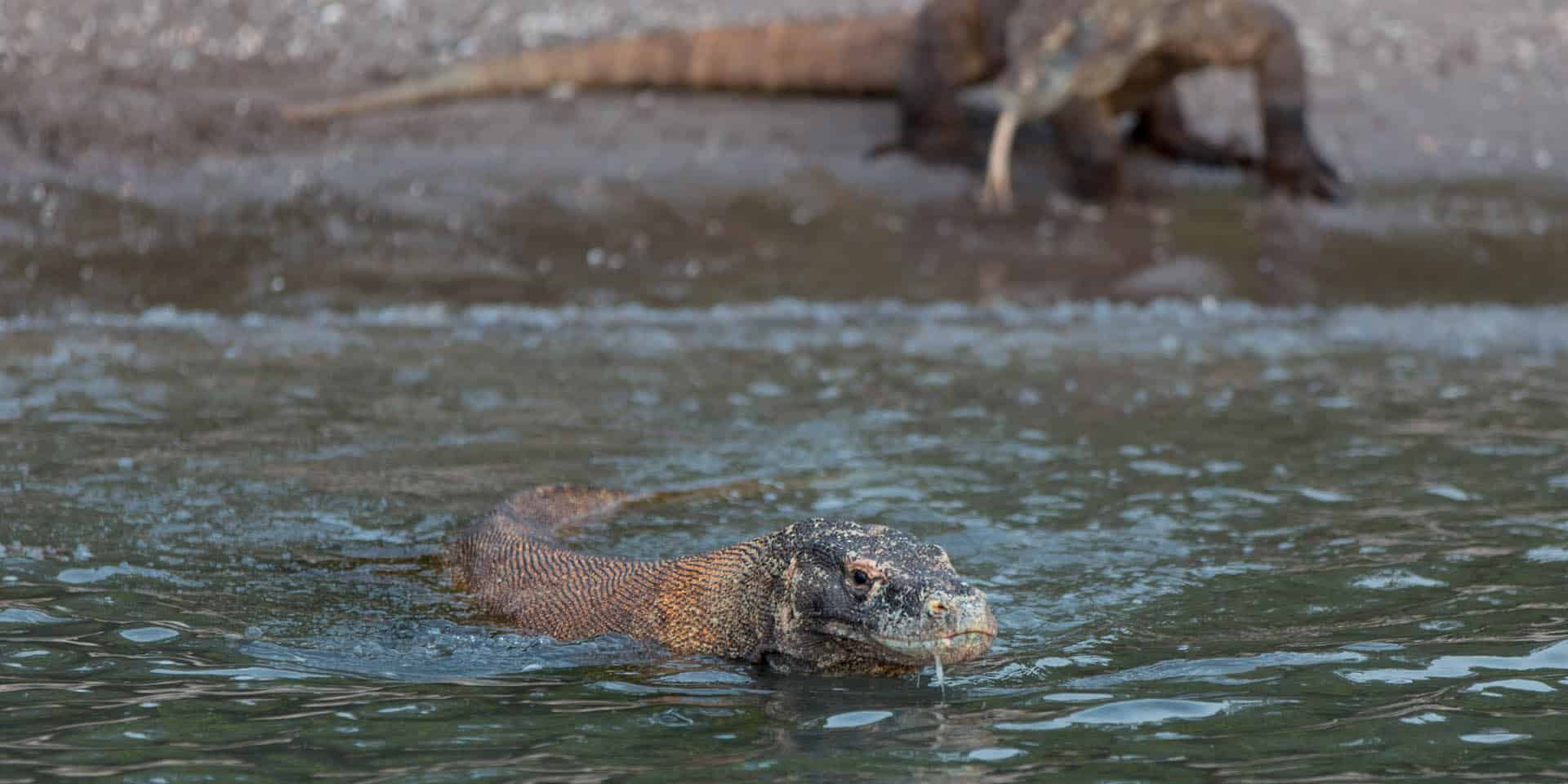 Komodo dragon swimming in the water of Komodo just off shore