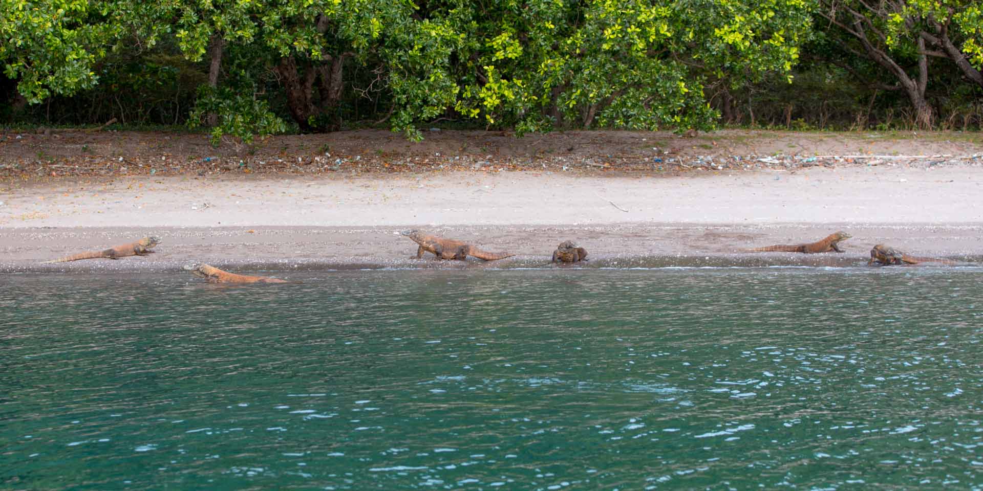 Komodo dragons hanging around the beach in Komodo