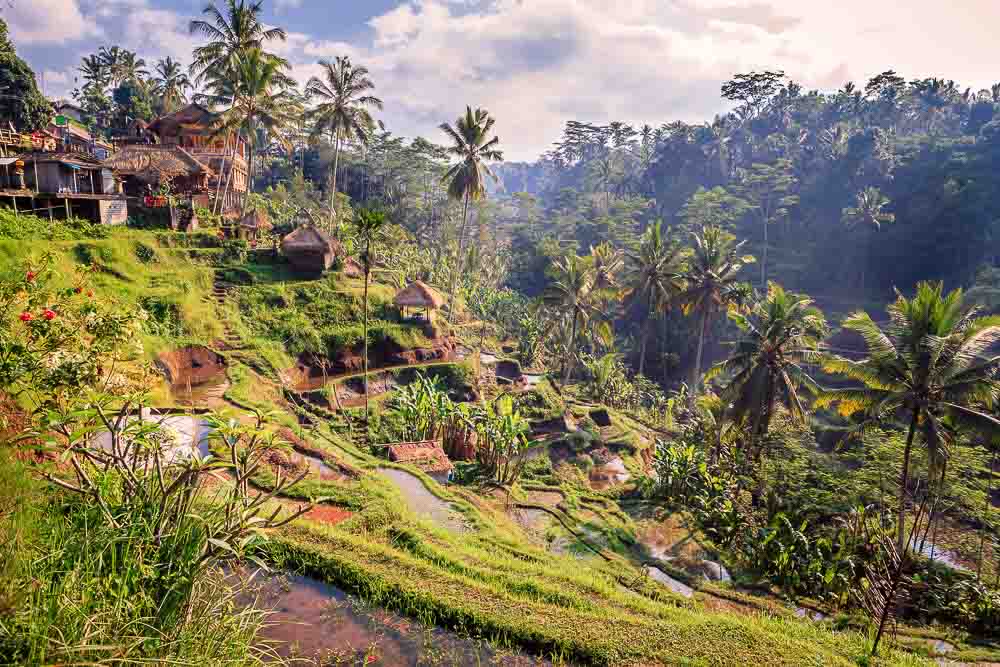 Rice terraces in with small wooden huts and green palm trees in Bali