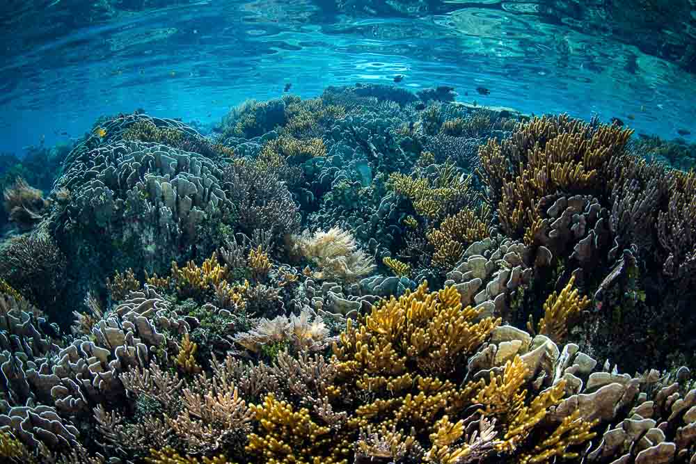 Underwater view on coral reef near Sorong in Raja Ampat