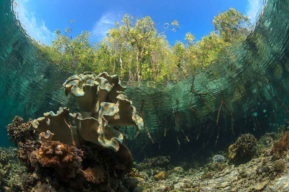 Underwater view of marine life near Boo Islands, with trees and the sky dominating above