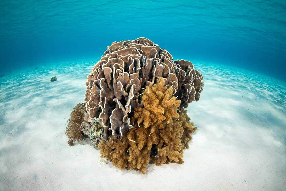 Marine life surrounded by white sand sea bottom near Gili Lawa