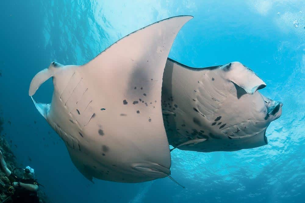 Extreme Komodo | 5-night Komodo Charter Itinerary | Indo Yachts