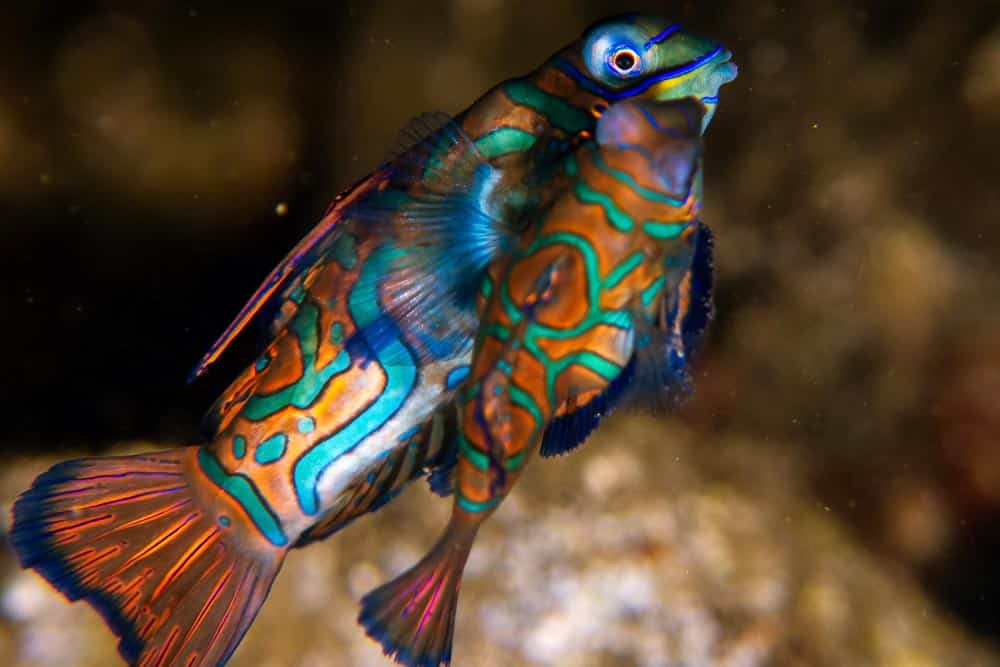 Coral reef fish swimming in the ocean