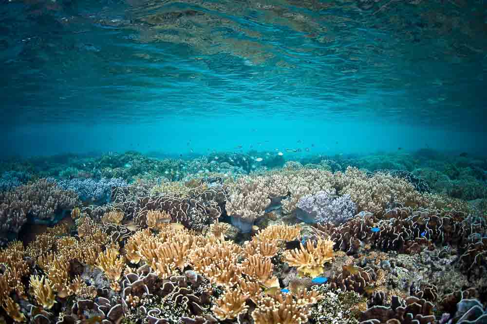 Underwater photo of coral reef near Wayag in Raja Ampat, with small fish swimming in the background