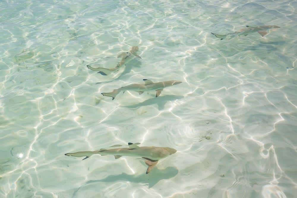 Four baby blacktip reef sharks swimming in shallow crystal clear water in Wayag, Raja Ampat