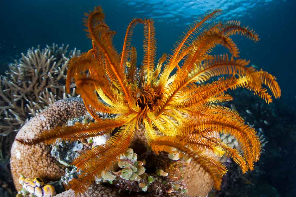 Feather star in the waters near Damar, captured during a yacht charter diving trip
