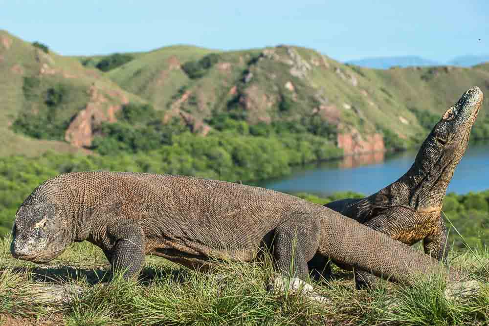 Two Komodo dragons roaming in Komodo Island