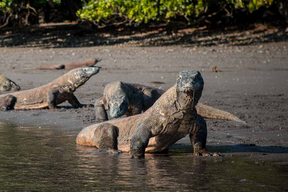 Komodo dragons cooling down at the shore of Nusa Kode in Komodo National Park