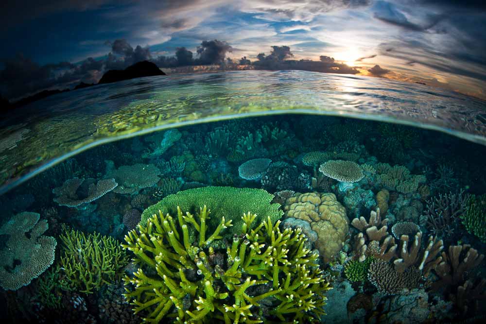 Half underwater view of the nature and marine life in Saporkren