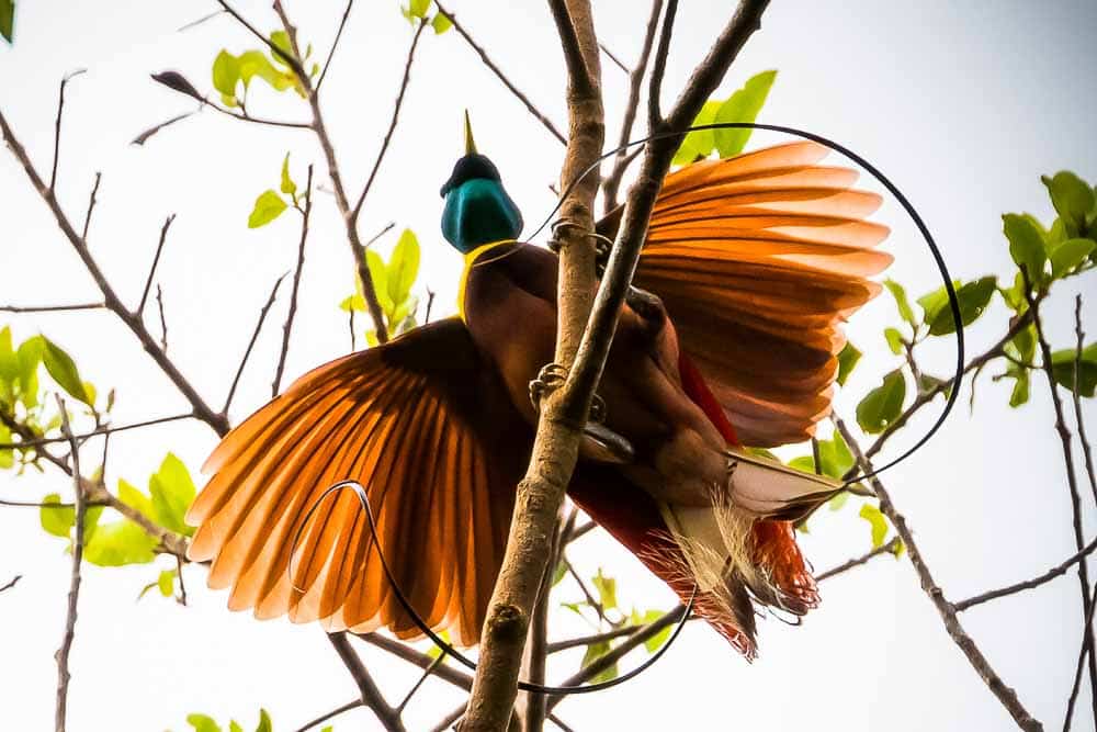 Greater bird-of-paradise seen from bottom up, sitting on the branch, spreading its wings