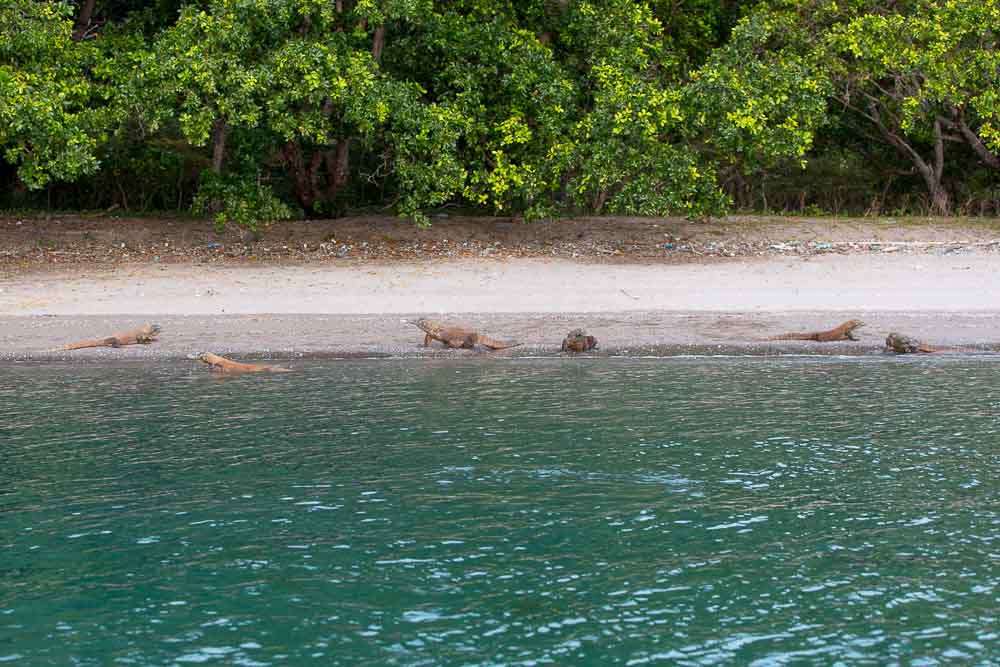 Komodo dragons cooling down at the shore of Nusa Kode in Komodo National Park