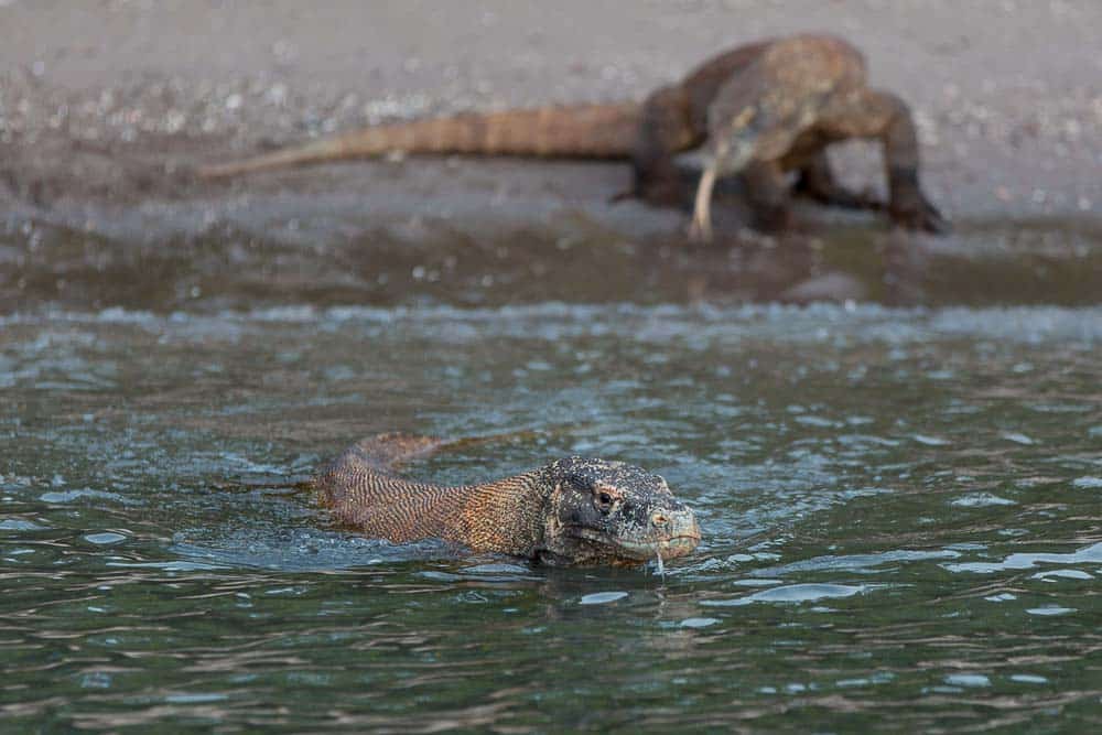 = Komodo dragon swimming in the waters of Nusa Kode with its tongue out
