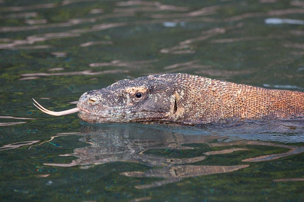 Close up on a head and front of the torso of a Komodo dragon swimming in the waters of Nusa Kode with its tongue out